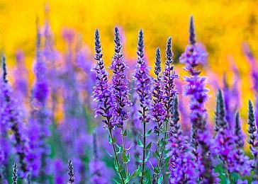 国产JRPG《梦灯花》11月28日发售，线下试玩会举办成功