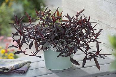 G胖：Steam接受比特币支付时 50%交易是欺诈